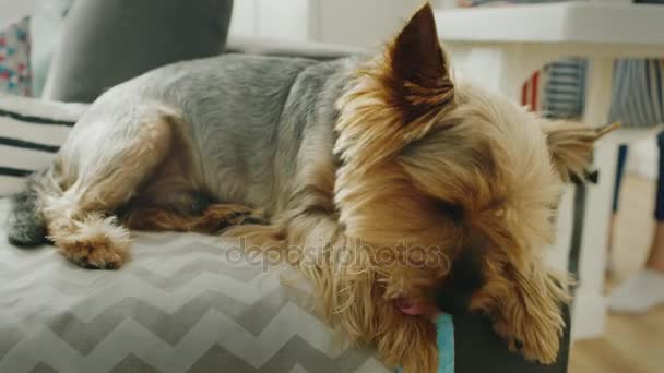 Grappig hondje gewassen als een kat — Stockvideo