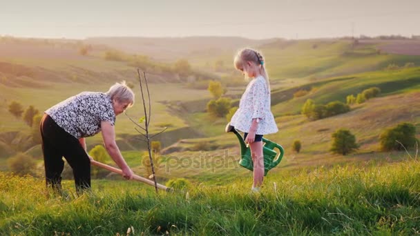 La femme aînée, avec sa petite-fille, plante un arbre. Dans le cadre d'un beau paysage verdoyant. Concept - l'activité chez les personnes âgées, un mode de vie sain — Video