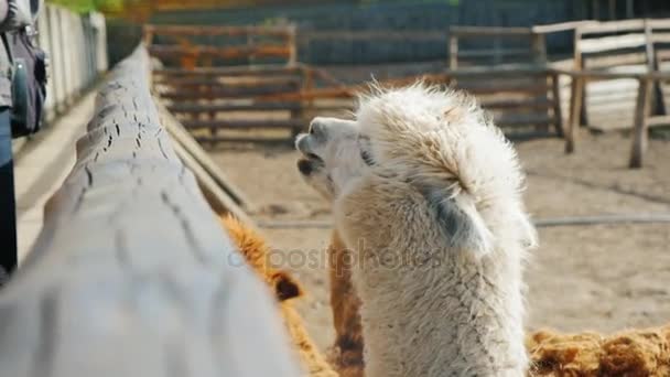 Een jonge lama kijkt uit achter een hek, vraagt voor de menselijke voeding. Toeristen geven haar voedsel — Stockvideo