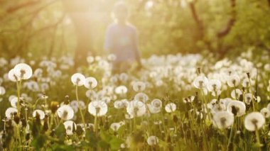 Kaygısız bir kız günbatımında dandelions tarlada çalışır. Güzel arkasında aydınlatma, tohum farklı yönlere dağınık. Mutlu ve tasasız çocukluk