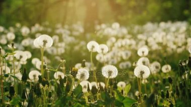 Dandelions akşam gün batımına bir alan. Güneş ışınlarının güzel çiçekler - bir tür ve sakin sahne aydınlatmak