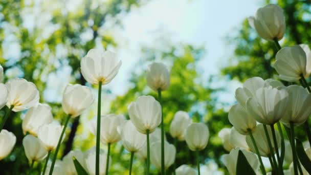 Bílé tulipány proti modré obloze se zelenými stromy. Dolní natáčení bod — Stock video