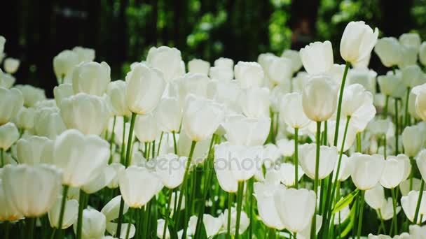 Bellissimi tulipani bianchi. I petali dei fiori illuminano la luce del sole. Pacifico paesaggio primaverile — Video Stock