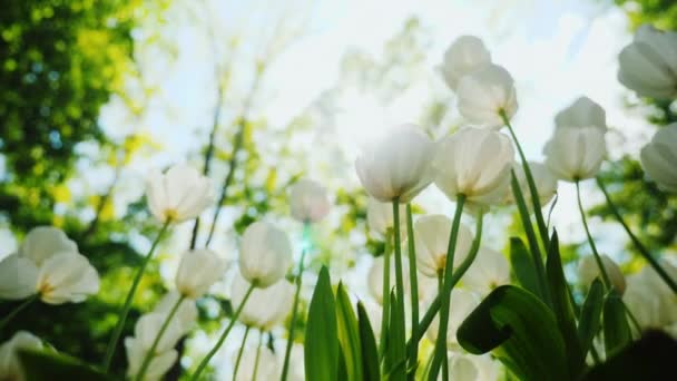 Strålarna från solen med vackra balkar kommer lysa igenom de vita tulpanerna. Vackra vårblommor — Stockvideo