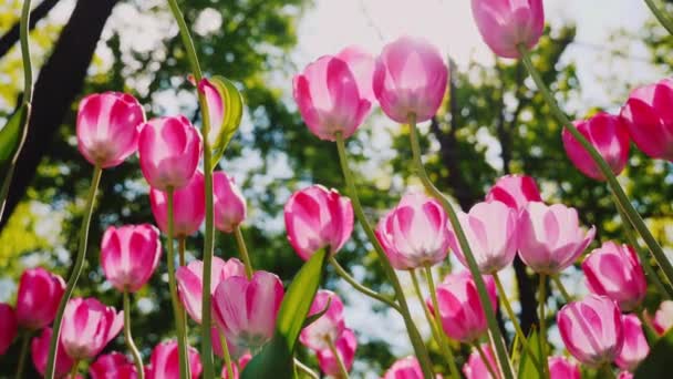 Vackra rosa tulpaner svajar i vinden. Kronblad av blommor lyser solen — Stockvideo