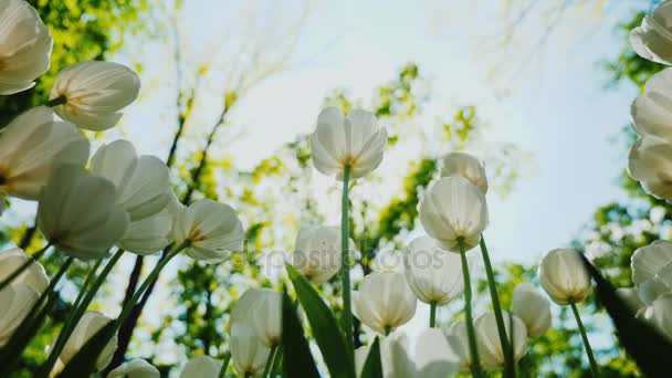 Весенние цветы против голубого неба и солнца. Белые тюльпаны — стоковое видео