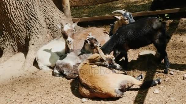 Несколько забавных коз отдыхают в тени дерева — стоковое видео
