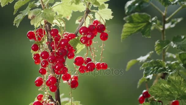 Red currant berries on a clear sunny day. The source of vitamins — Stock Video