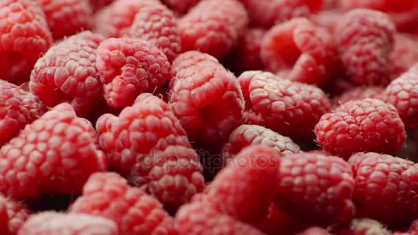 Many raspberry berries rotate, background of berries — Stock Video