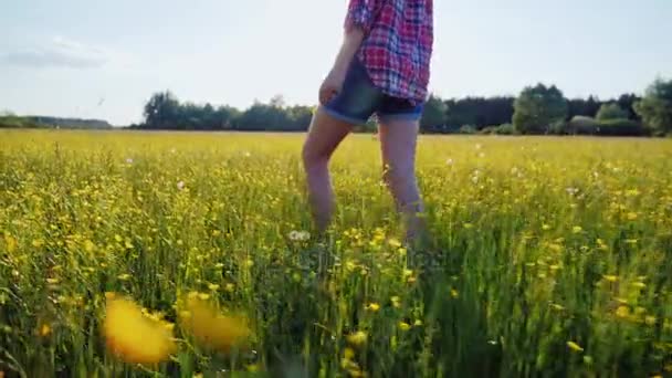 Uma mulher está andando ao longo de um belo prado com flores ao pôr do sol, apenas as pernas são visíveis no quadro — Vídeo de Stock