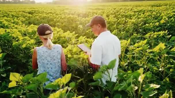 ステディカム撮影: ひまわりの緑のフィールドを歩いている二人の農民の通信。仕事でタブレットを使用します。背面図 — ストック動画