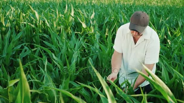 El agricultor examina los brotes verdes de maíz. Trabajo en el campo — Vídeos de Stock