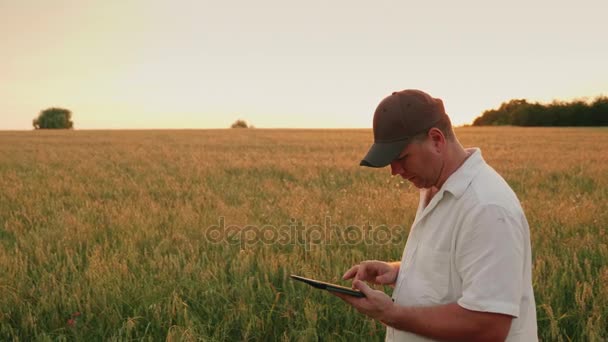 Homem agricultor de meia-idade que trabalha no campo. Ele usa um tablet digital. Noite ao pôr do sol — Vídeo de Stock