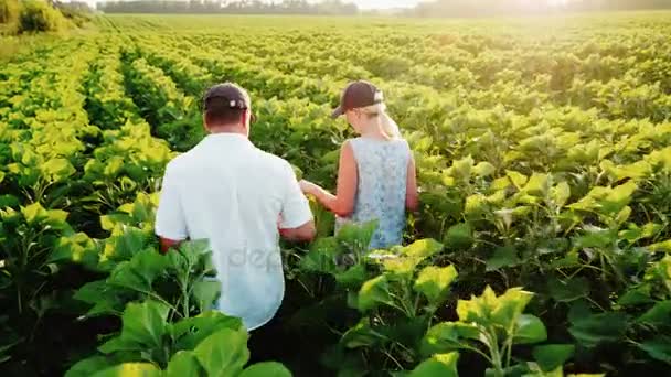 Dos granjeros - un hombre y una mujer que caminan a lo largo del campo verde de un girasol, se comunican. En el trabajo usan la tableta. Steadicam tiro, vista trasera — Vídeos de Stock