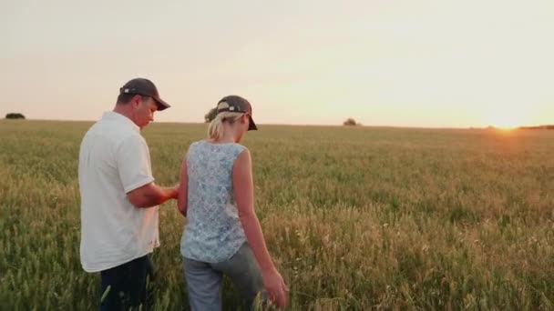 Dos granjeros, un hombre y una mujer, caminan por el campo de trigo al atardecer. Examinar las espiguillas, utilizar la tableta — Vídeos de Stock