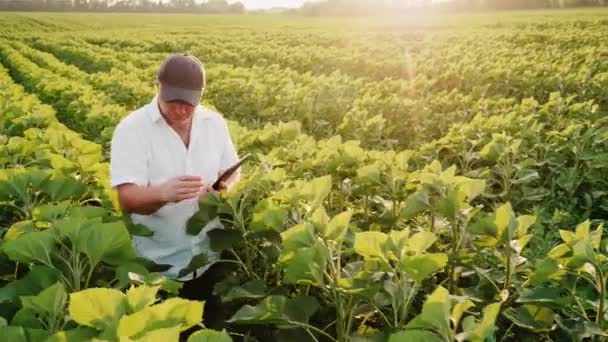 Steadicam shot: El agricultor trabaja en el campo en la noche antes del atardecer, disfruta de una tableta — Vídeos de Stock