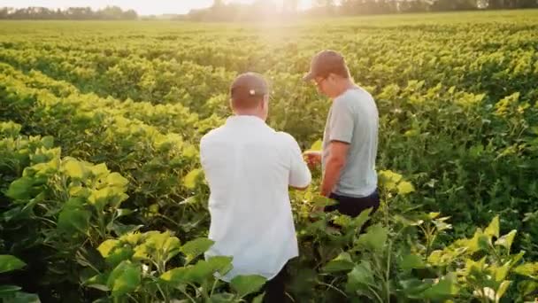 Zwei Bauern kommunizieren auf dem Feld. Gehen Sie voran unter den hohen Sonnenblumenpflanzen — Stockvideo