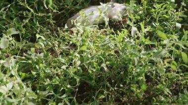 Ölü bir fare otların arasında yatıyor. Kavram - sağlıksız koşullar, salgın hastalıklar, kötü ekoloji. POV video