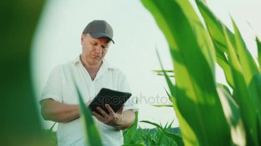 Mısır sahada çalışan ciddi orta yaşlı çiftçi. Dijital tablet, alt görünümü kullanır