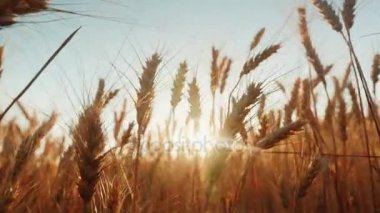Spikelets olgun buğday rüzgarda pislik. Batan güneşin buğday ile parlar. 4 k ağır çekim video