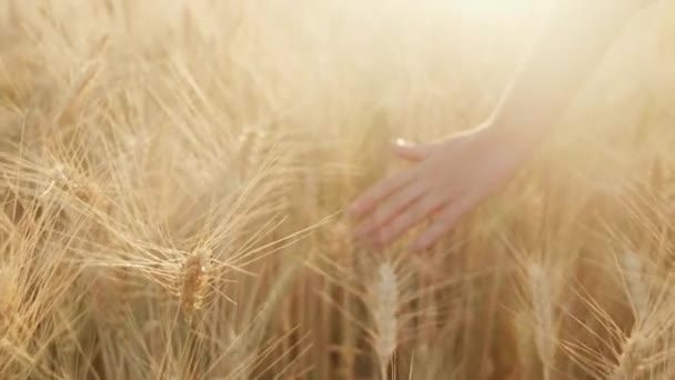 Female hand strokes spikelets of mature wheat at sunset. Steadicam slow motion shot — Stock Video