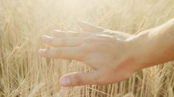 Una mano di uomo guarda le spighe mature di grano giallo al tramonto. Bellissimi i punti salienti nella cornice. Video al rallentatore — Video Stock