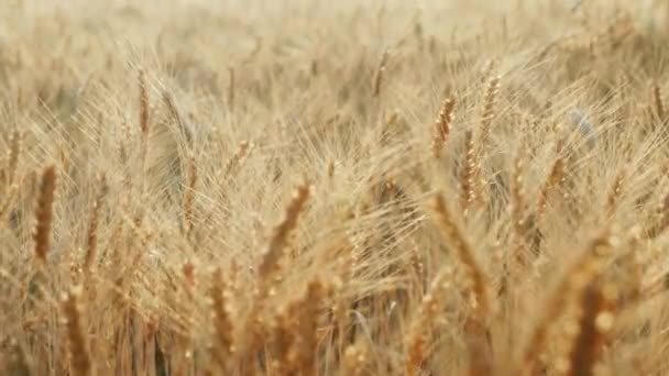 밀을 수확 준비가 필드입니다. 프레임에서 백라이트에서 일몰, 아름 다운 하이라이트에서 — 비디오