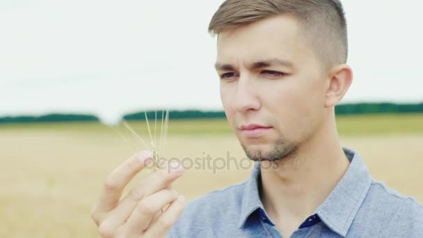 Portréja egy fiatal férfi farmer. Tanul búza tüskék a háttérben az a sárga mezőben. Biogazdálkodás — Stock videók