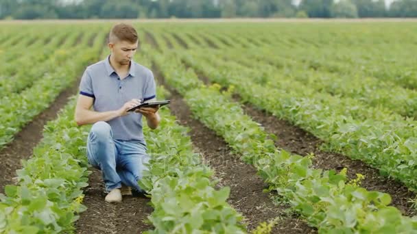 Um jovem agrônomo trabalha no campo, inspeciona os arbustos de soja. Usa um tablet digital — Vídeo de Stock