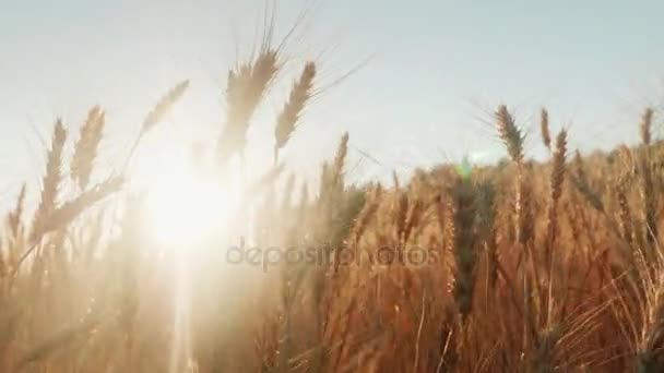Ähren aus Weizen stechen in den Wind. die untergehende Sonne scheint durch den Weizen. 4k Zeitlupenvideo — Stockvideo