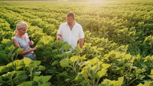 Deux fermiers marchant le long du champ vert d'un tournesol, communiquent. Au travail, utilisez une tablette. Steadicam shot — Video