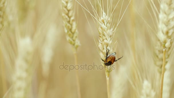 Macro video di scarabeo di grano. Mangiatore di parassiti e frumento — Video Stock