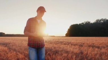 Buğday alan üzerinde yürüme, olgun spikelet seyir çiftçi genç adam. Slow motion video