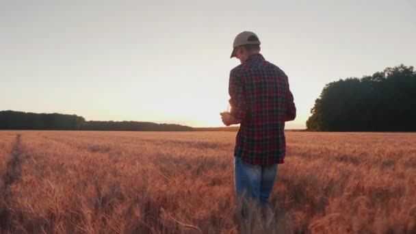 Вид спереду: молодий фермер ходить по пшеничному полю, дивлячись на зрілий шпік. Повільне відео руху — стокове відео