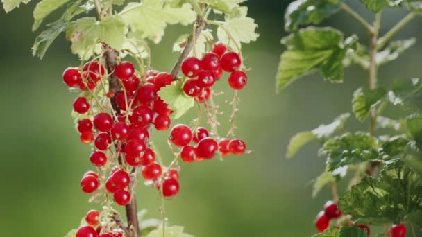 Saftige Beeren von roten Johannisbeeren. sie singen in der Sonne — Stockvideo