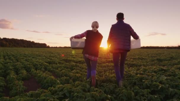 Dva farmáři z klece v jejich rukou jsou pěší podél pole. Směrem k zapadajícímu slunci. Steadicam shot — Stock video