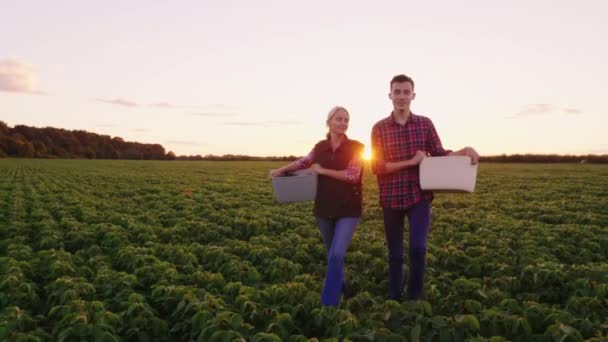 Feliz madre e hijo trabajan en el campo, cosechando. Van con cestas en las manos en el campo al atardecer. Steadicam tiro — Vídeo de stock