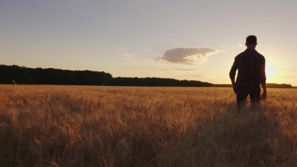 Dospívající chlapec chodí pole pšenice při západu slunce. Zpomalené video, zadní pohled — Stock video