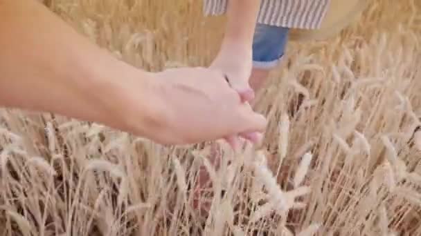 Una mano de mujer sostiene una mano de hombre, que lleva a un campo de trigo . — Vídeos de Stock