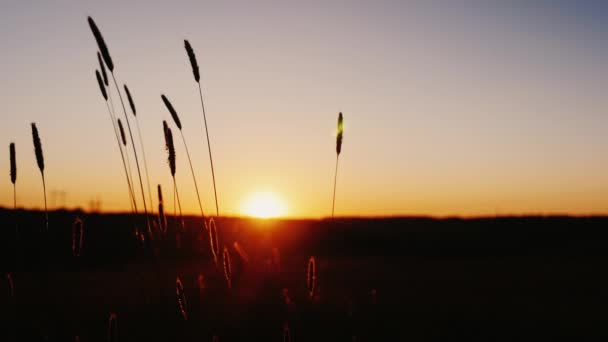 Siluetas de mujer y niño corriendo al atardecer. Disparo estático — Vídeos de Stock