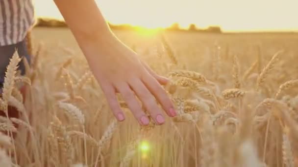 Raak het spikelets van tarwe bij zonsondergang. Vrouwelijke hand lijnen volwassen spikelets, steadicam schot — Stockvideo