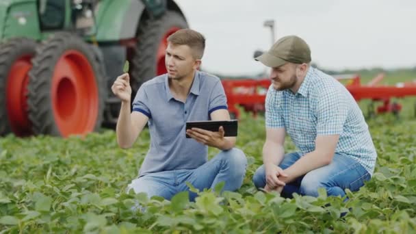 Två unga jordbrukare arbetar på fältet med sojabönor. Använd en surfplatta, i bakgrunden är en traktor — Stockvideo