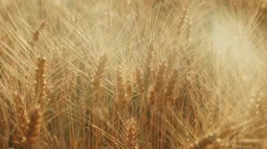 Sarı alan buğday hasat hazır. Gün batımında, güzel çerçeve içinde belgili tanımlık backlight makalelerdeki önemli konuları