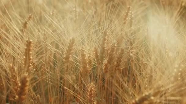 Жёлтое поле готово к сбору пшеницы. На закате красивые блики от подсветки в кадре — стоковое видео