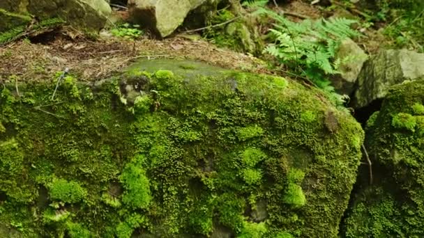 Musgo verde sobre una gran roca en el bosque. Clima húmedo, lado norte — Vídeo de stock