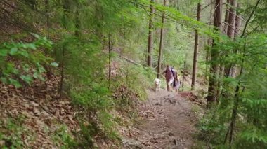 Sırt çantaları ile genç bir çift ormandaki bir dağ yolu boyunca yol gösterir. Onlarla birlikte favori onların köpek. Evde beslenen hayvan, aktif dinlenme ile birlikte yolculuk ediyoruz.