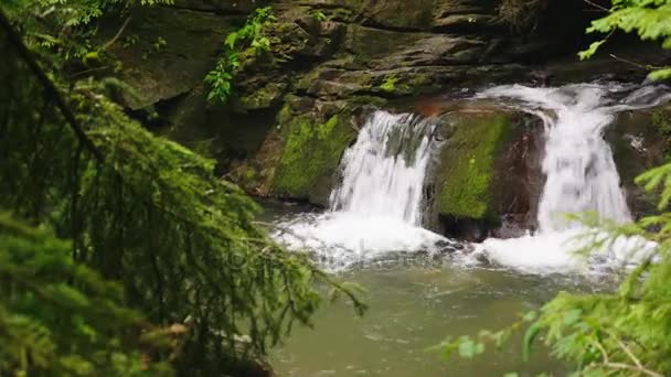 Río de montaña o arroyo con una pequeña cascada. Ramas de abeto en primer plano — Vídeos de Stock