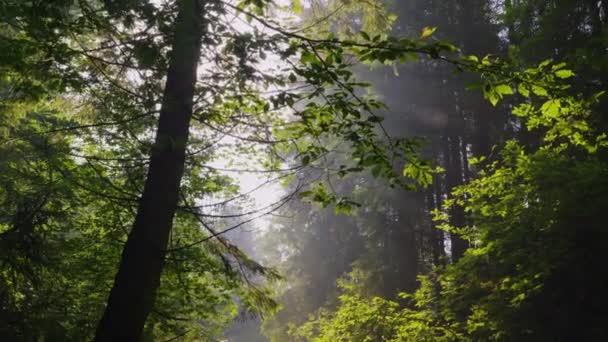 Solen strålar skina igenom grenarna i träden. Morgon skog, kristallklar luft och lätt dimma — Stockvideo