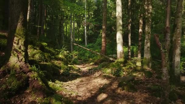 A misteriosa floresta matinal, a árvore caída estava coberta de musgo. Belo jogo de luz e sombra. POV vídeo — Vídeo de Stock