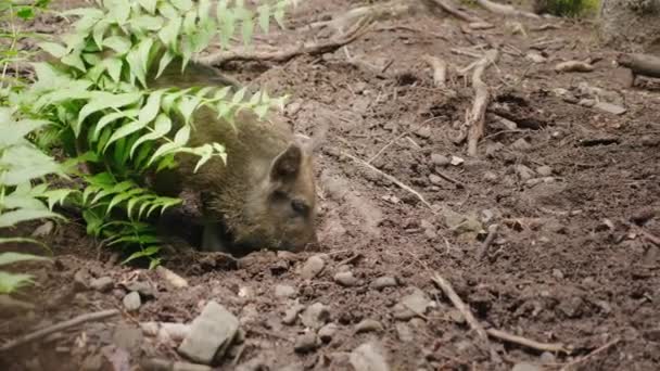 17,981 Funny animals Videos, Royalty-free Stock Funny animals Footage | Depositphotos 17,981 Funny animals Videos, Royalty-free Stock Funny animals Footage | Depositphotos
